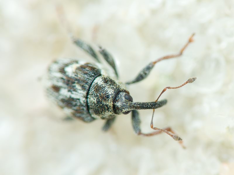 Curculionidae Latreille, 1802